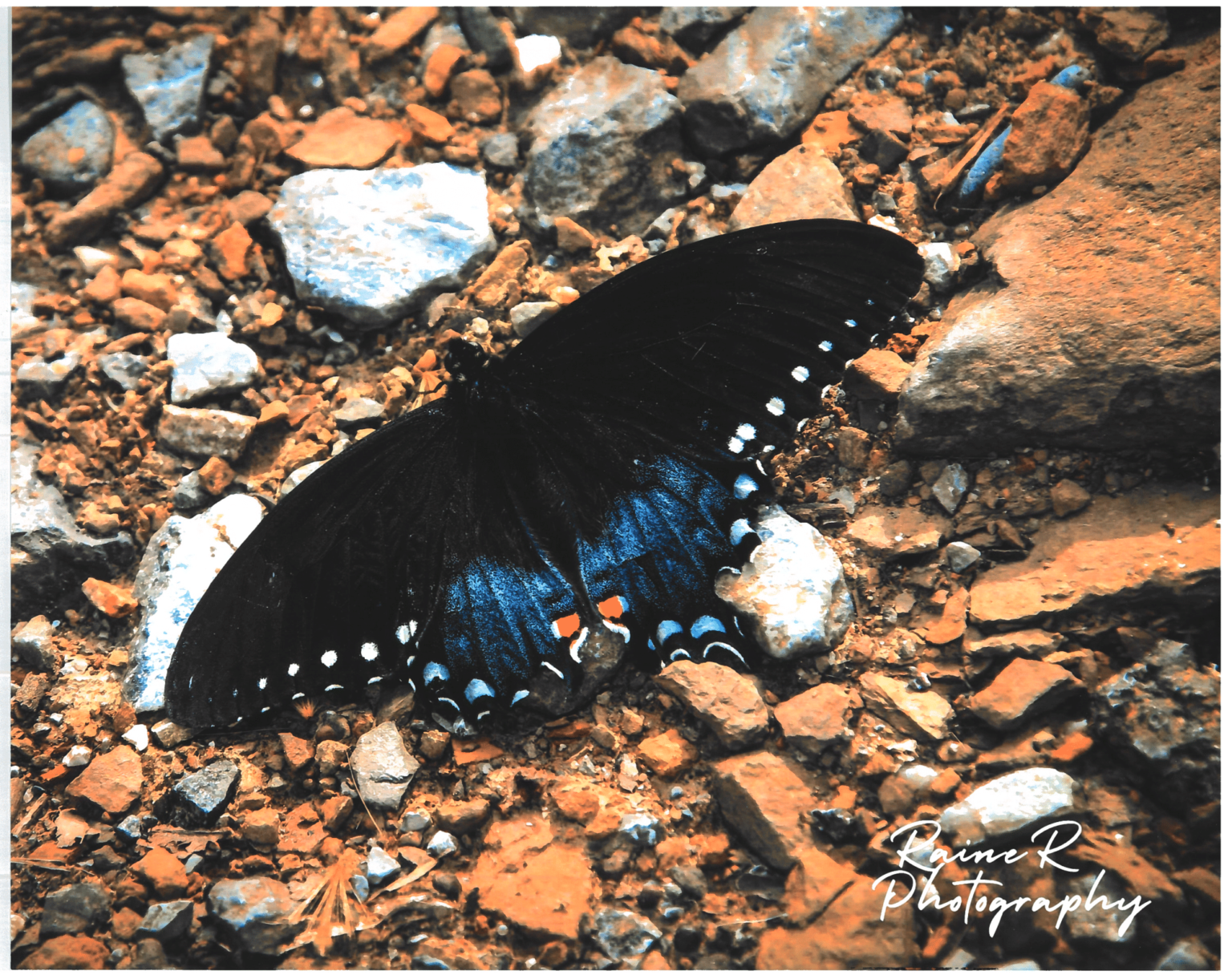 Butterfly-1